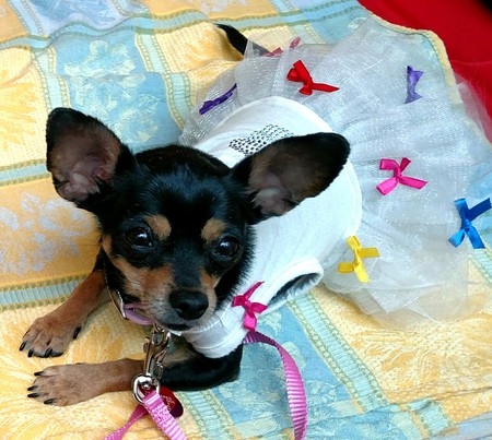 Entry image for Lupe. Clicking this image will show a larger photo