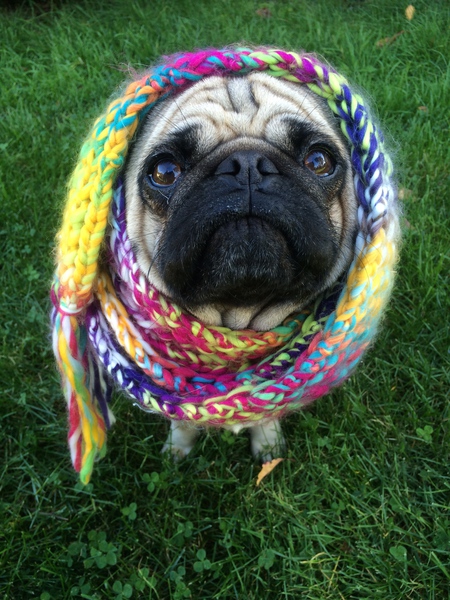 Entry image for Mr. Mack Puggy. Clicking this image will show a larger photo