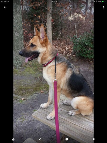 Entry image for Lucy. Clicking this image will show a larger photo