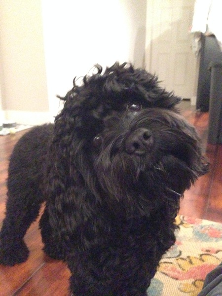 Entry image for Grover. Clicking this image will show a larger photo