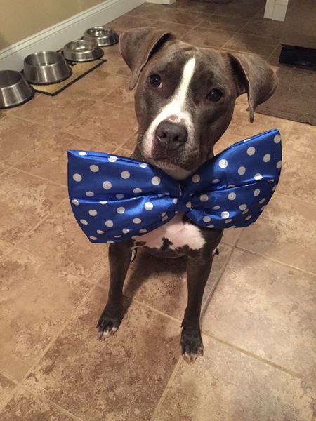 Entry image for Daisy . Clicking this image will show a larger photo