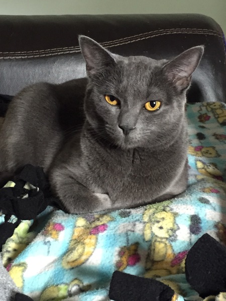 Entry image for Bleu (1yr old) . Clicking this image will show a larger photo