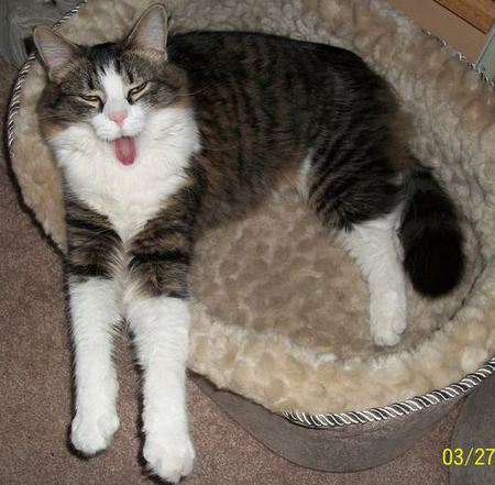 Entry image for Bella. Clicking this image will show a larger photo