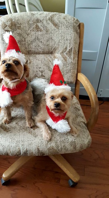 Entry image for Scooter & Snookie. Clicking this image will show a larger photo