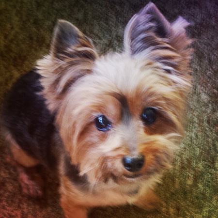 Entry image for Wolfgang. Clicking this image will show a larger photo