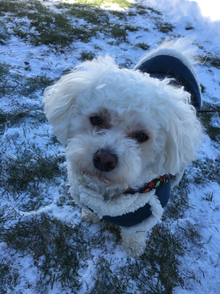 Entry image for Brody. Clicking this image will show a larger photo