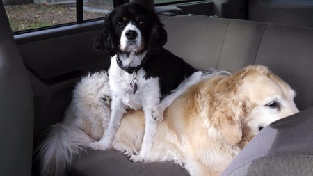 Entry image for Buddy and Madeline. Clicking this image will show a larger photo