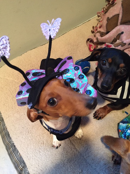 Entry image for Luna Bella  aka looney tune. Clicking this image will show a larger photo