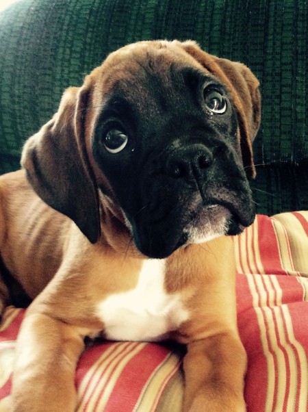 Entry image for Gigi. Clicking this image will show a larger photo