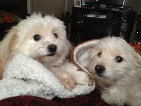 Entry image for Paris & Pixie. Clicking this image will show a larger photo