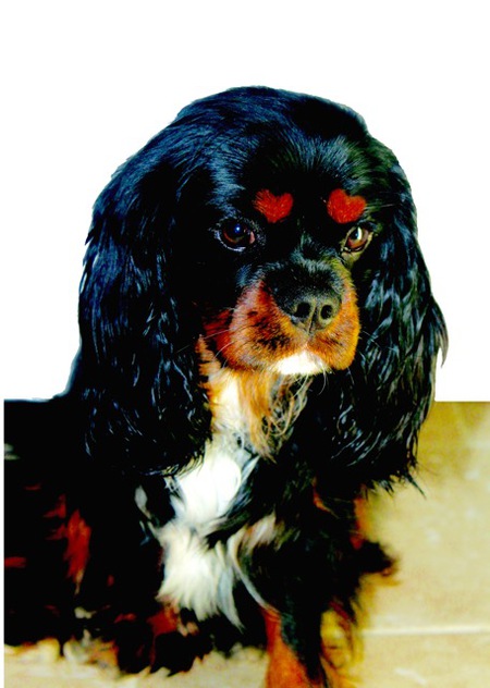 Entry image for Patterson. Clicking this image will show a larger photo