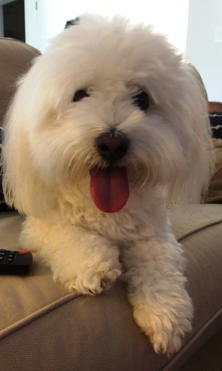 Entry image for Ollie. Clicking this image will show a larger photo