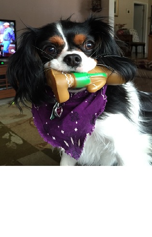 Entry image for Lucy. Clicking this image will show a larger photo