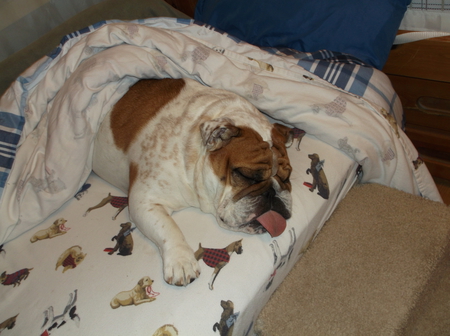 Entry image for Lola. Clicking this image will show a larger photo