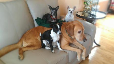 Entry image for Cysco, Bebe, Lulu and LadyGaga. Clicking this image will show a larger photo