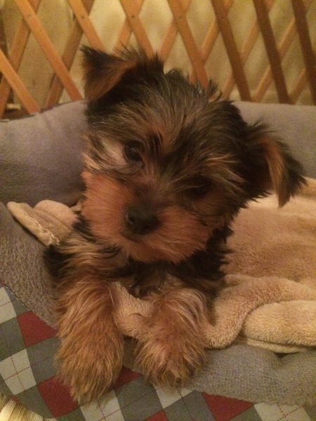 Entry image for Katie. Clicking this image will show a larger photo