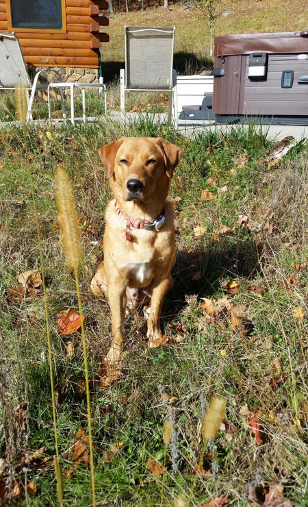 Entry image for Woody. Clicking this image will show a larger photo