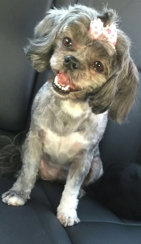 Entry image for Trixie. Clicking this image will show a larger photo