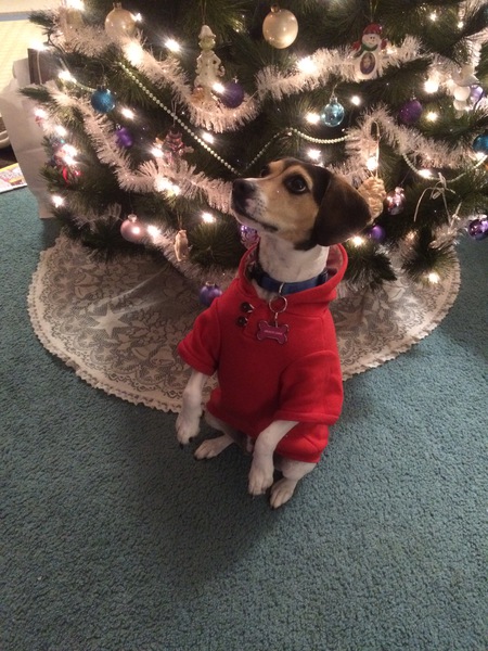 Entry image for Gracie Lynn sit pretty. Clicking this image will show a larger photo