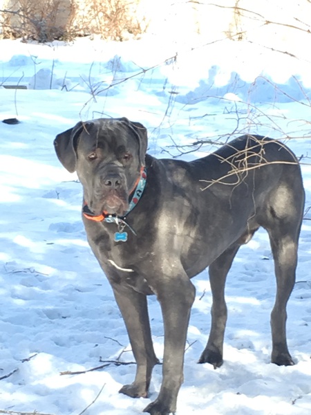 Entry image for Montgomery. Clicking this image will show a larger photo