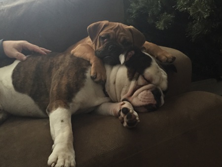 Entry image for Cooper and Tucker. Clicking this image will show a larger photo