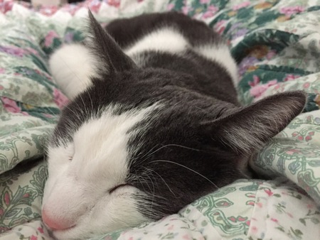 Entry image for Lambert A.K.A "Handsome Boy". Clicking this image will show a larger photo