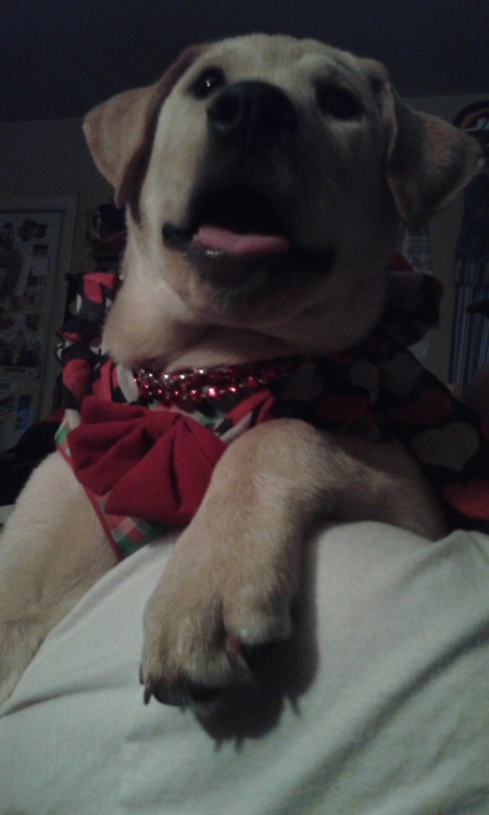 Entry image for BEAR. Clicking this image will show a larger photo