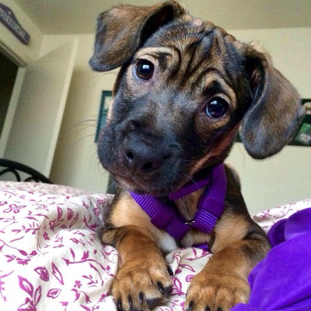 Entry image for Georgia. Clicking this image will show a larger photo