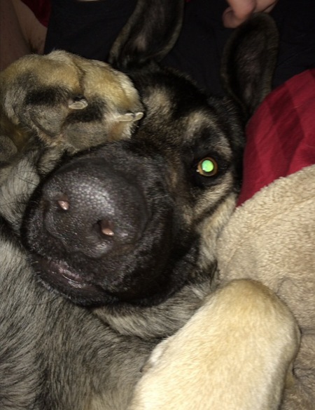 Entry image for Ike. Clicking this image will show a larger photo