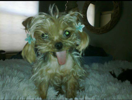 Entry image for LilPea. Clicking this image will show a larger photo