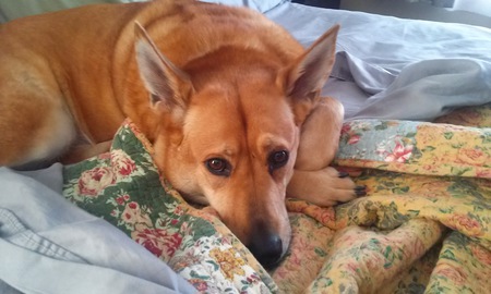 Entry image for Zaia. Clicking this image will show a larger photo