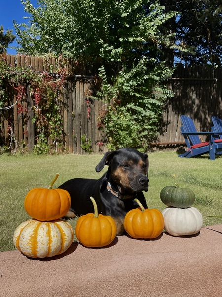 Pumpkin 