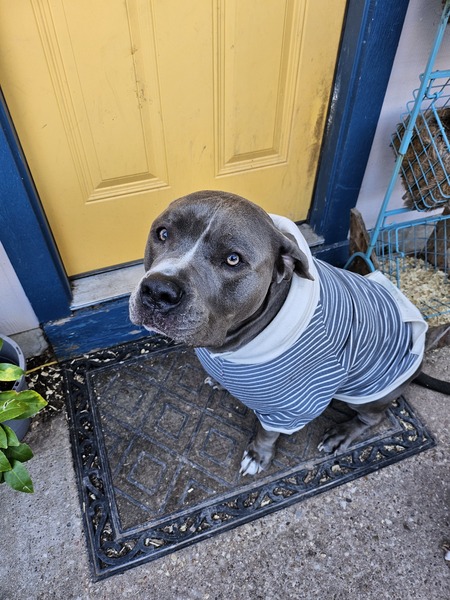 Entry image for Pistachio. Clicking this image will show a larger photo