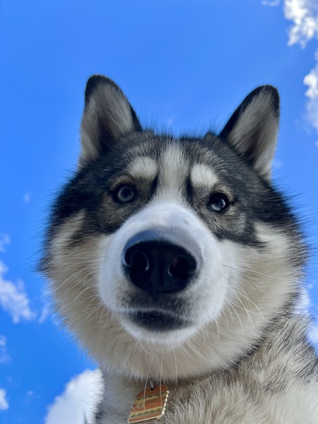 Mac