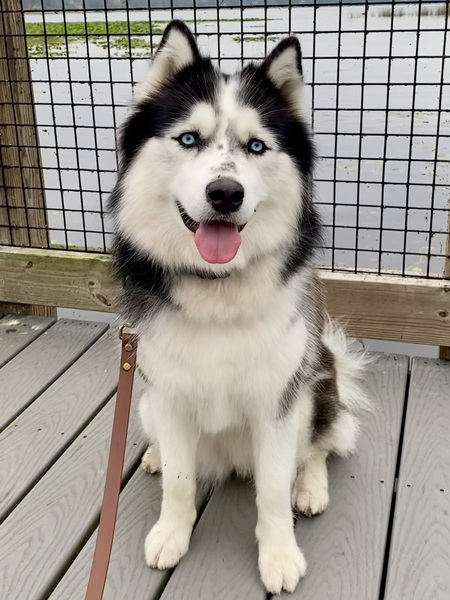 Maya
