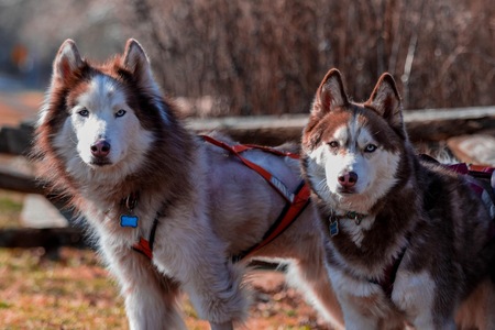 Tundra and Rokee