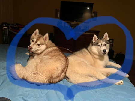 Shaxx & Ovi Cuddle time