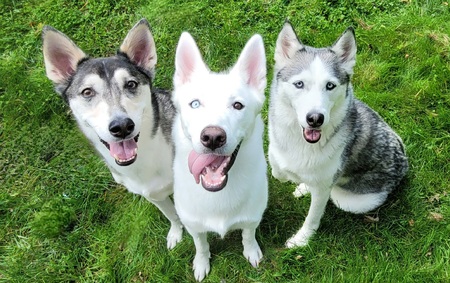 Kiba, Lulu, & Yuki