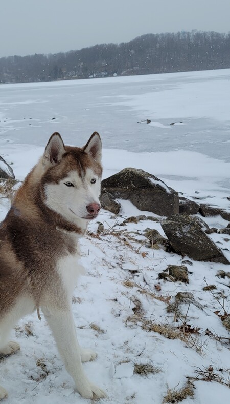 Nanook