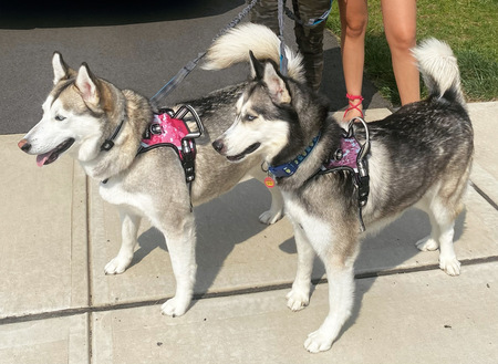 Luna & Evie