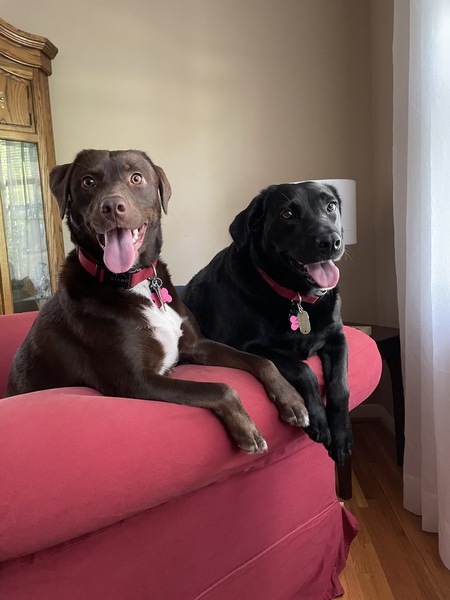 Bailey and Jelly