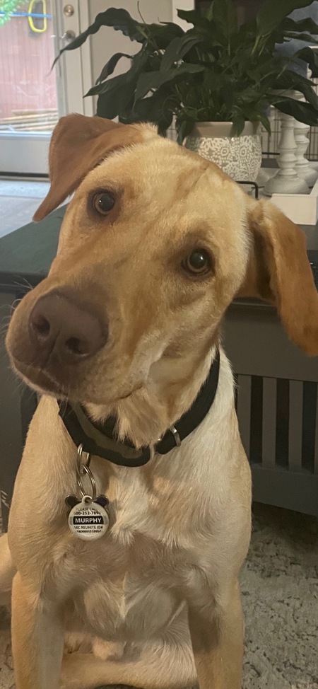 Murphy 