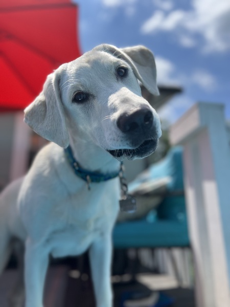 Milo