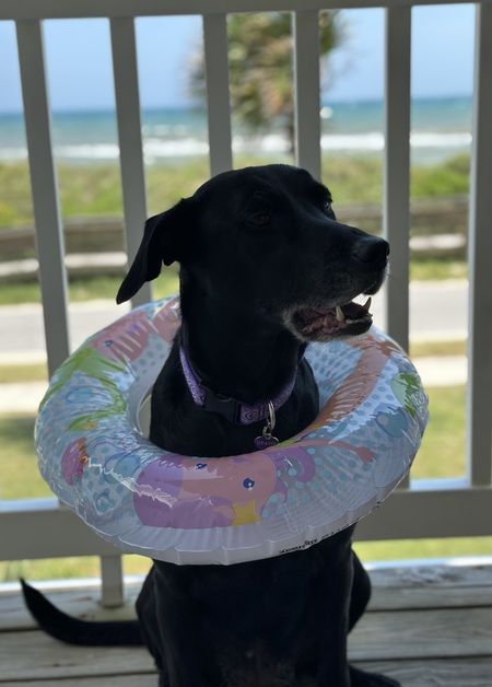 Gracie
