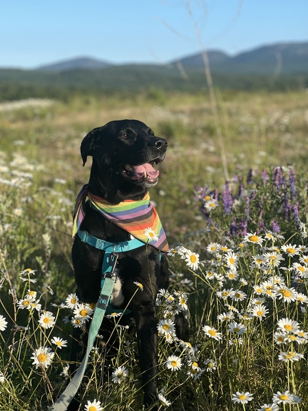 Cooper