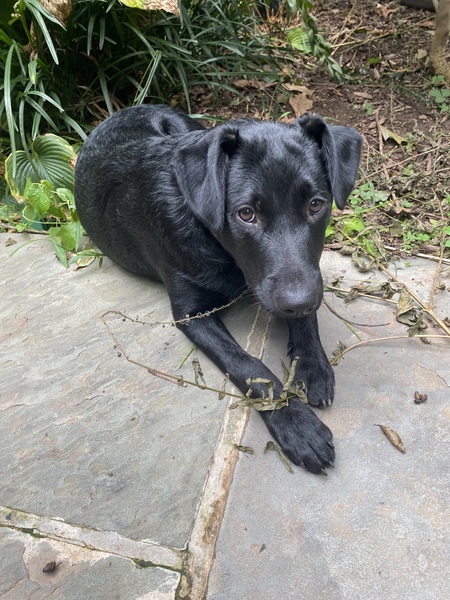 Arlo