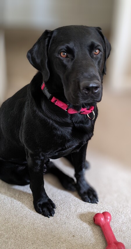 Beau (fka Gator)