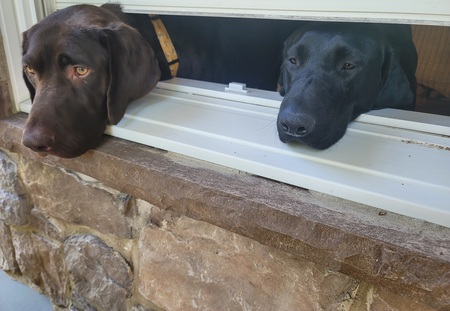 Chip and Belle