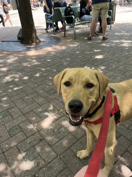 Koda