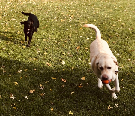 Daisy & Dakota